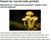Naćpał się i wyrwał sobie genitalia...