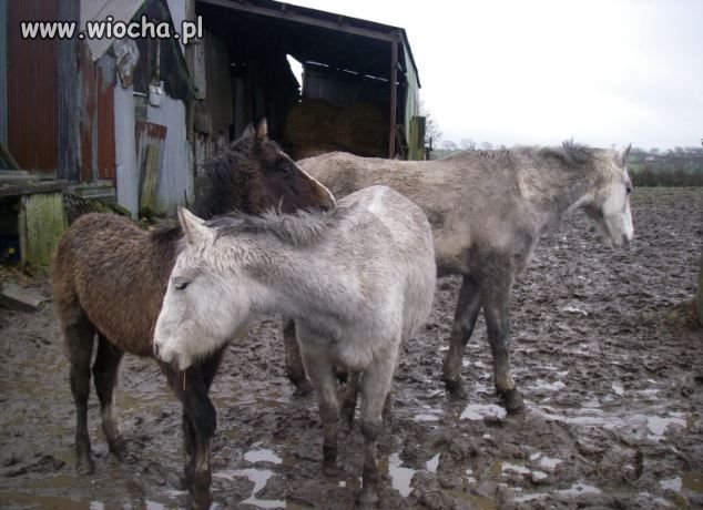 Nie którzy nie zasługują na miano być człowiekiem
