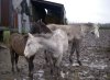 Nie którzy nie zasługują na miano być człowiekiem