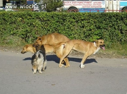 Zwierzęcy trójkącik, 