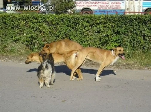 Zwierzęcy trójkącik, 