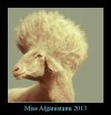 Miss Afganistanu 2013