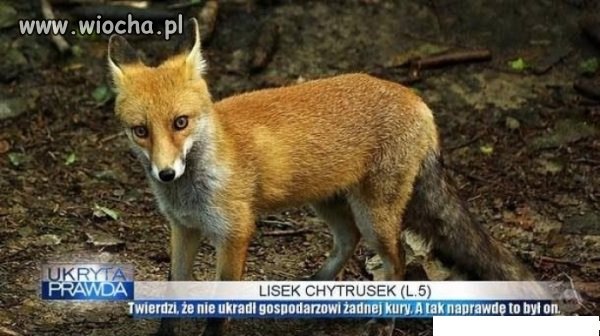 Lisek Chytrusek w programie Ukryta Prawda