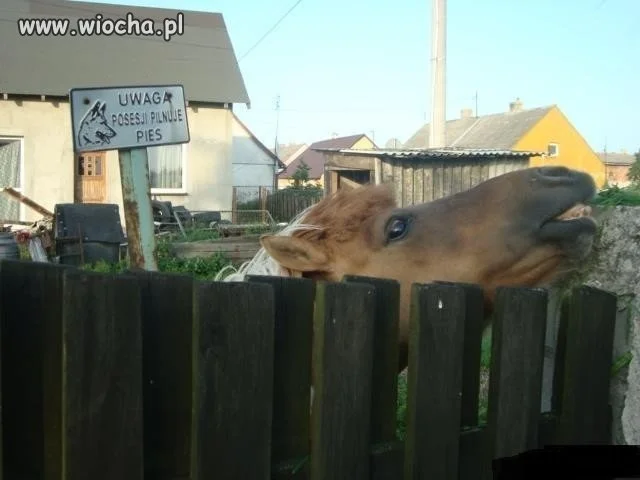 Na tym psie można nawet wierzchem jeździć 
