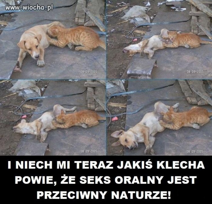 Taaak Taaak Taaak kotku ...
