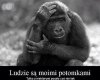 Coś w tym jest