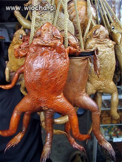 Kup pan żabę 