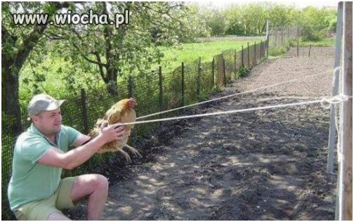Angy Brids wieś