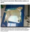 Śmieć a nie
