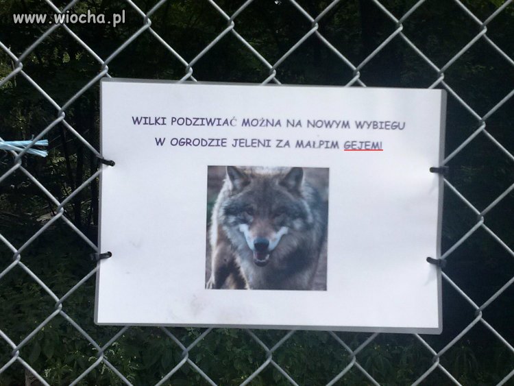 Małpi gej?