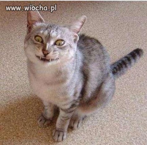 Devil cat