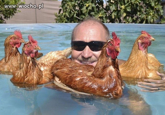 Poczuł się jak kogut