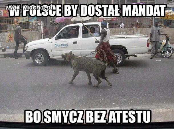 Czemu w Polsce tak atakujo te smycze ? 