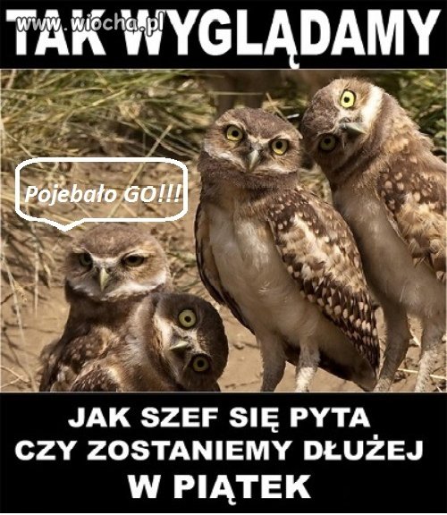 Gdy szef się pyta...