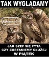 Gdy szef się pyta...