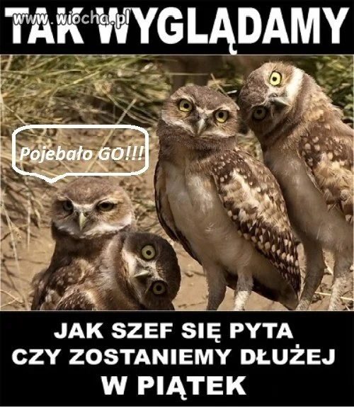 Gdy szef się pyta...