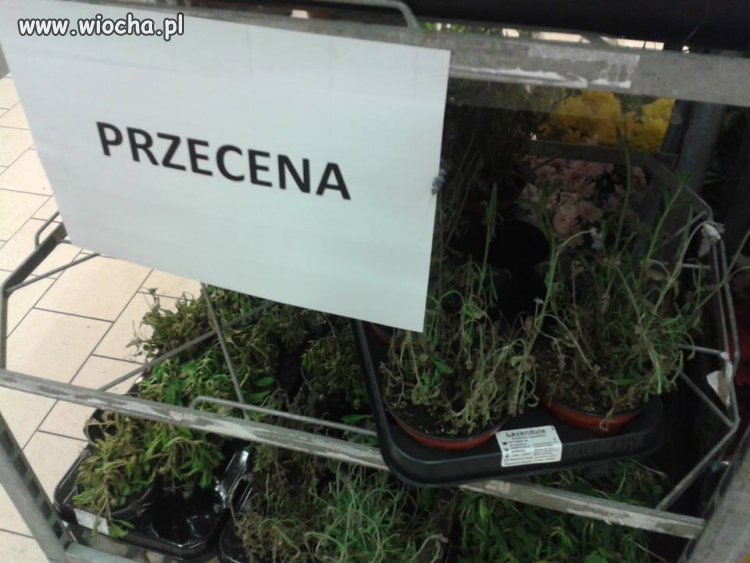 Przecena