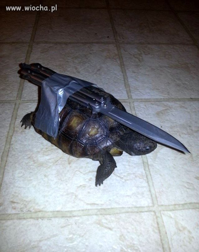 Wojowniczy żółw Ninja