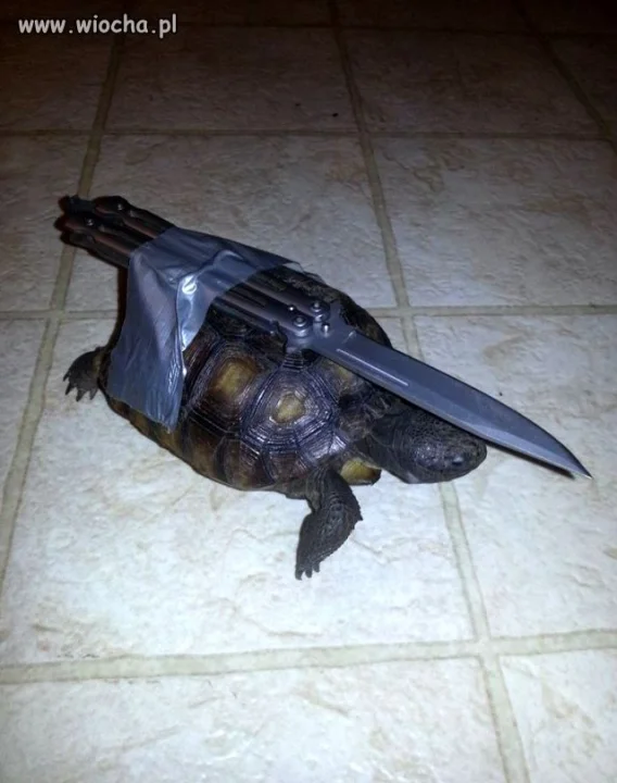 Wojowniczy żółw Ninja