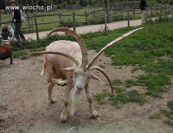 Przed ślubem 