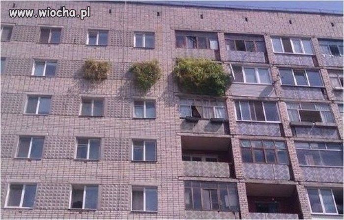 Zielone