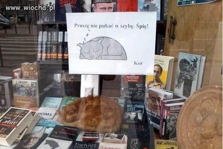 Proszę nie pukać w szybę śpię...