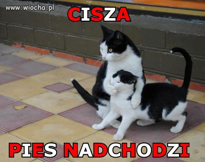 Cisza