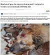 Najlepszy przyjaciel człowieka