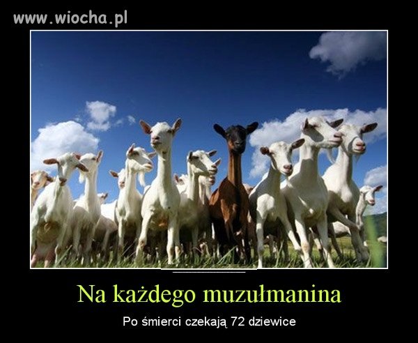 Raj muzułmanina...i 72 dziewice...