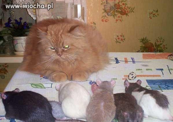 A ja i tak Was KOFFAM
