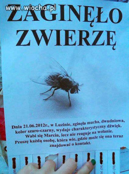 Zaginęło Zwierze