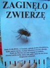 Zaginęło Zwierze