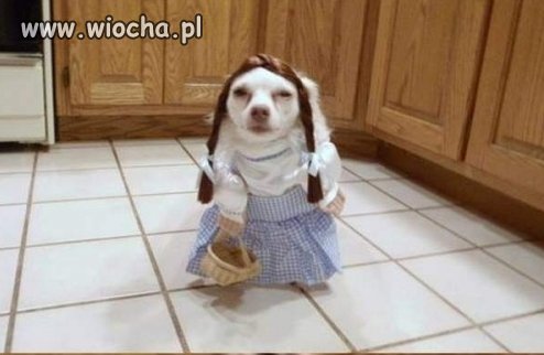 Mój pan jest idiotą