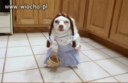Mój pan jest idiotą