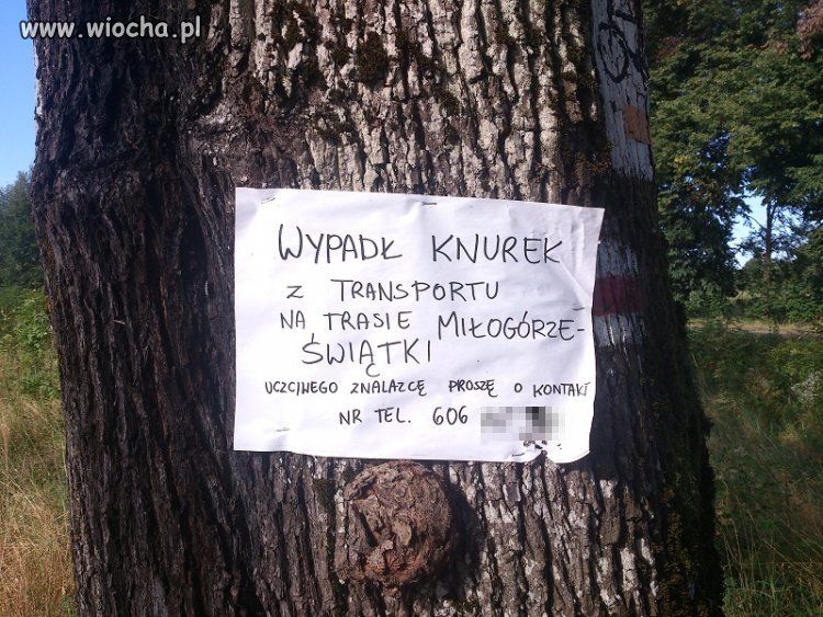 Pytam się gdzie jest knurek!!!