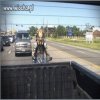 Predator 