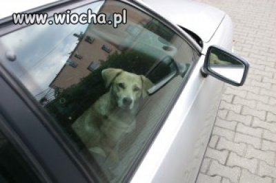 Bezmyślność, egoizm, bestialstwo...