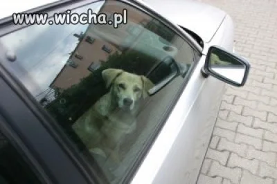 Bezmyślność, egoizm, bestialstwo...