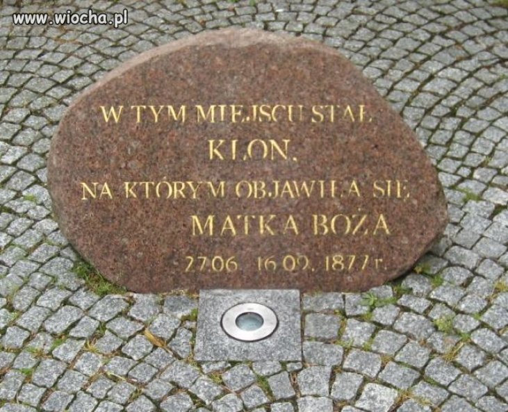 Pomnik drzewa ...