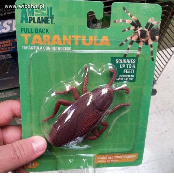 Tarantula