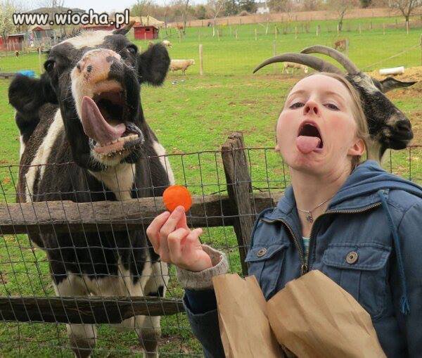 Muuu!