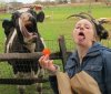 Muuu!