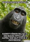 Może małpa ma rację!