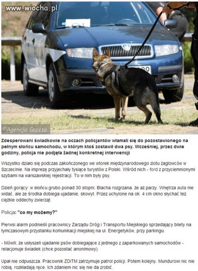 Zostawiły psy w samochodzie
