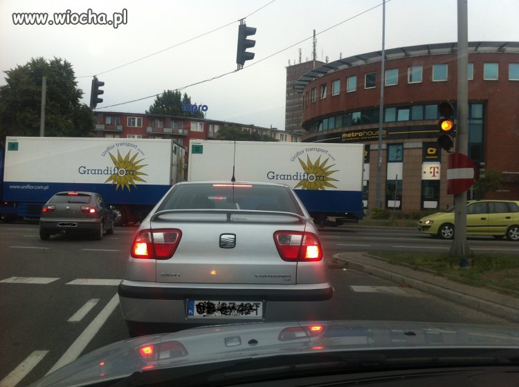 Dzięki grandiflora, Na tym zielonym nie przejechał