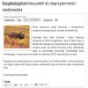 Turyści z Rosji vs niedźwiedź. 