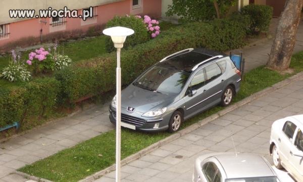 Lew na zielonym wybiegu...