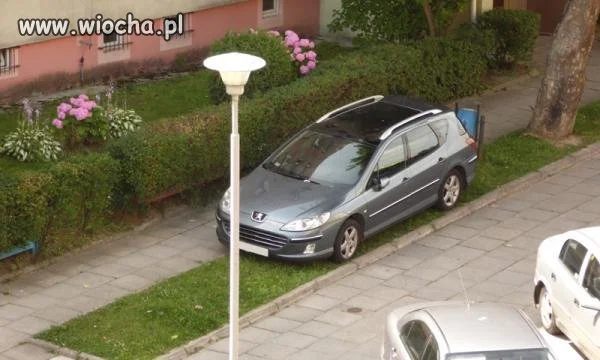 Lew na zielonym wybiegu...