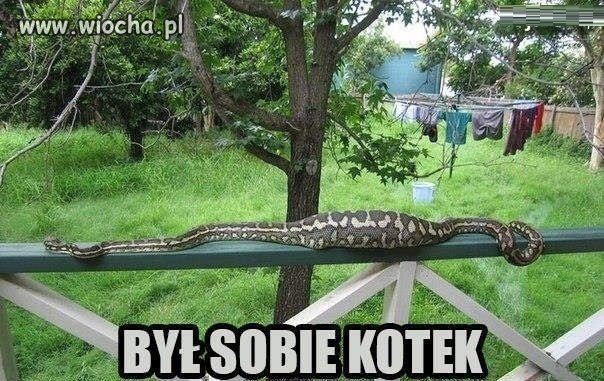 Znajdź kotka...