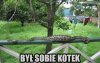 Znajdź kotka...